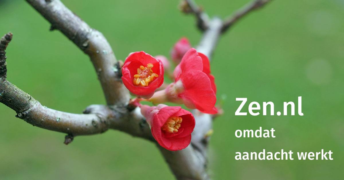 Zen.nl Dordrecht