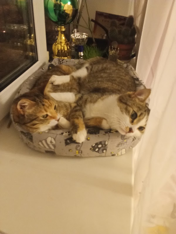 Школа dead inside